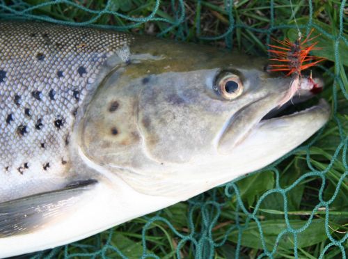 Salmon and sea trout in a Hampshire chalk stream. River Test Fly Fishing -  Upstream Dry Fly